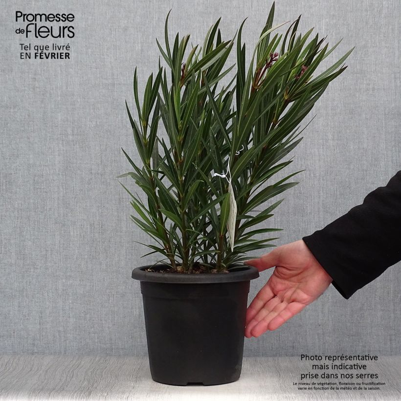 Nerium oleander Papa Gambetta - Oleandro Vaso da 2L/3L esemplare consegnato in inverno