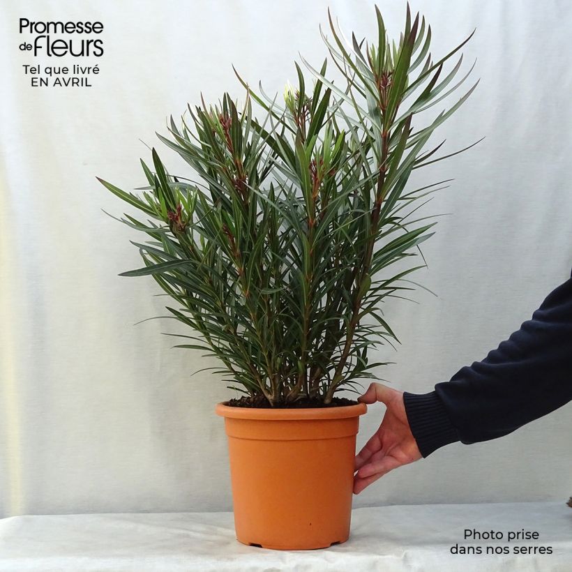 Nerium oleander Papa Gambetta - Oleandro Vaso da 2L/3L, A cespuglio esemplare consegnato in primavera