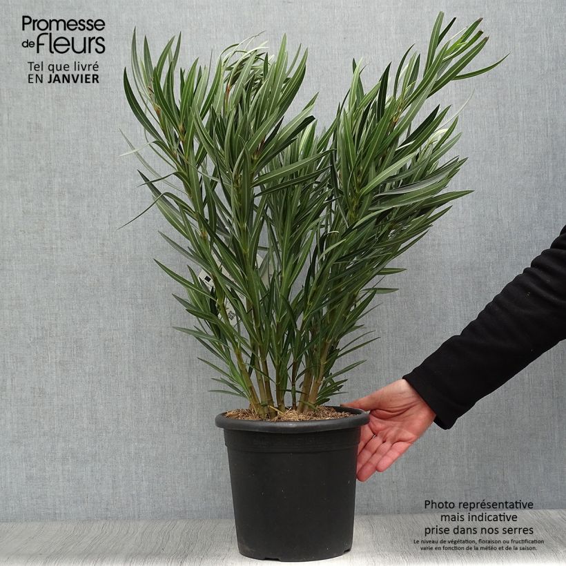 Nerium oleander Papa Gambetta - Oleandro Vaso da 7,5L/10L esemplare consegnato in inverno