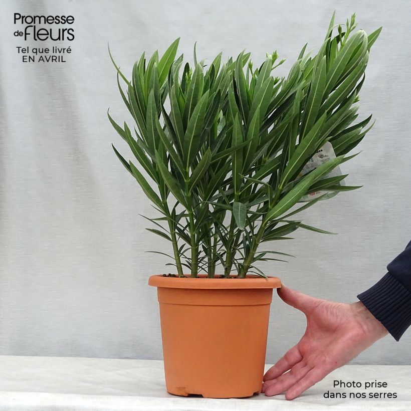 Nerium oleander Soeur Agnes - Oleandro Vaso da 3L/4L, A cespuglio esemplare consegnato in primavera