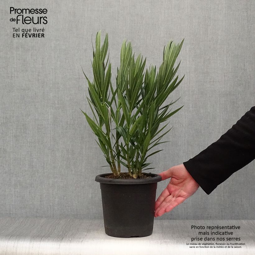 Nerium oleander Soeur Agnes - Oleandro Vaso da 3L/4L esemplare consegnato in inverno