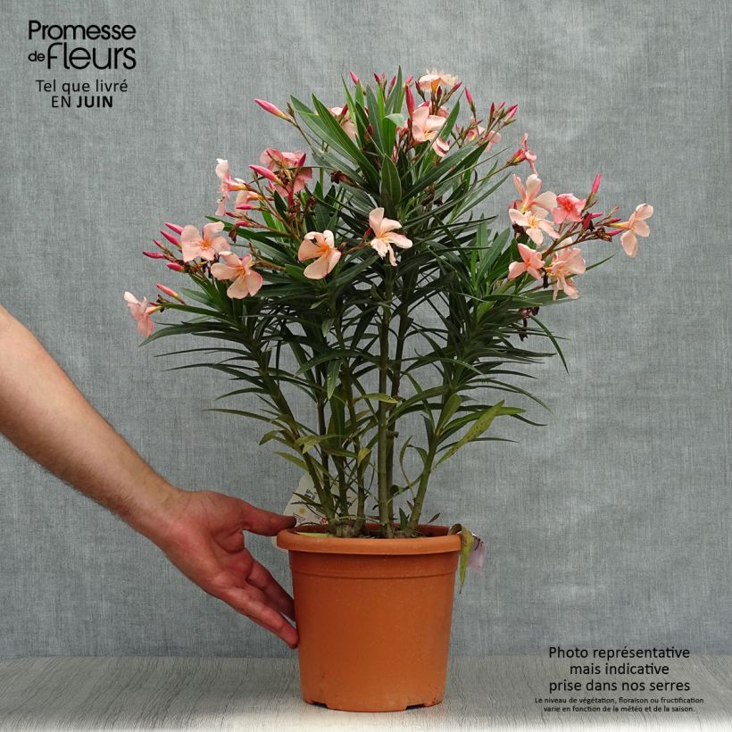 Esemplare di Nerium oleander Soleil Levant - Oleandro Vaso da 3L/4L, A cespuglio consegnato in estate