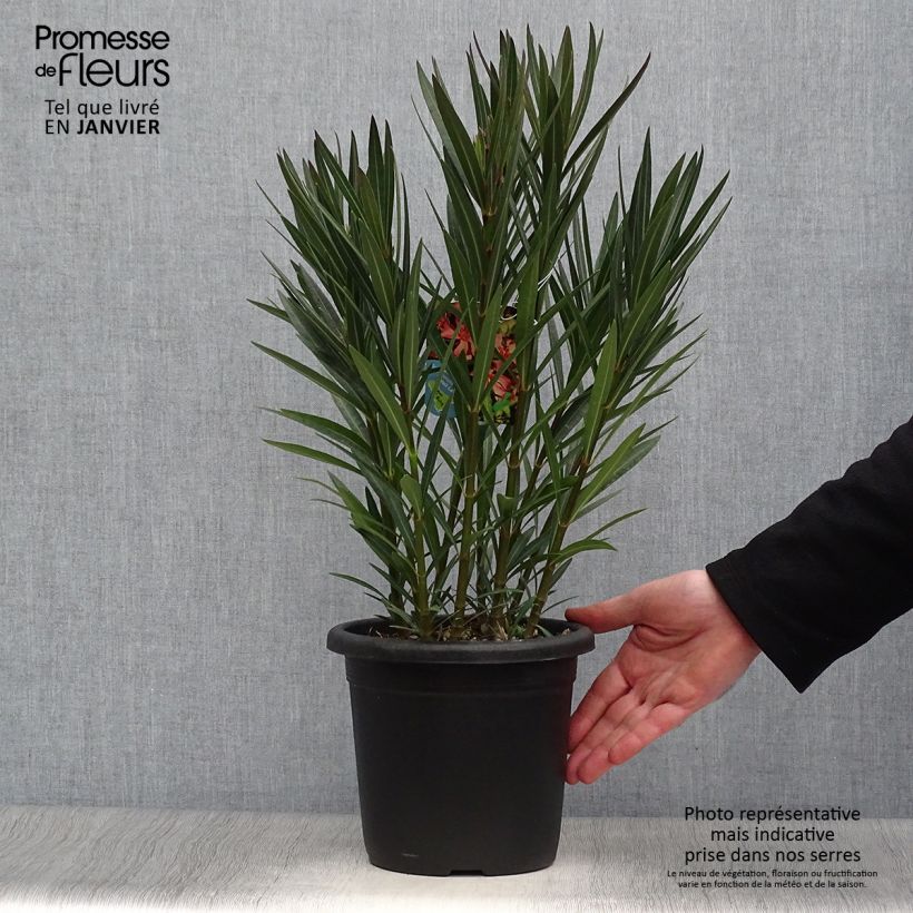 Nerium oleander Soleil Levant - Oleandro Vaso da 3L/4L esemplare consegnato in inverno