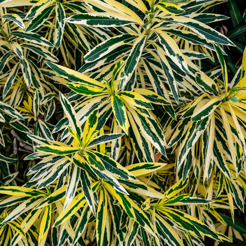 Nerium oleander Variegata - Oleandro (Fogliame)