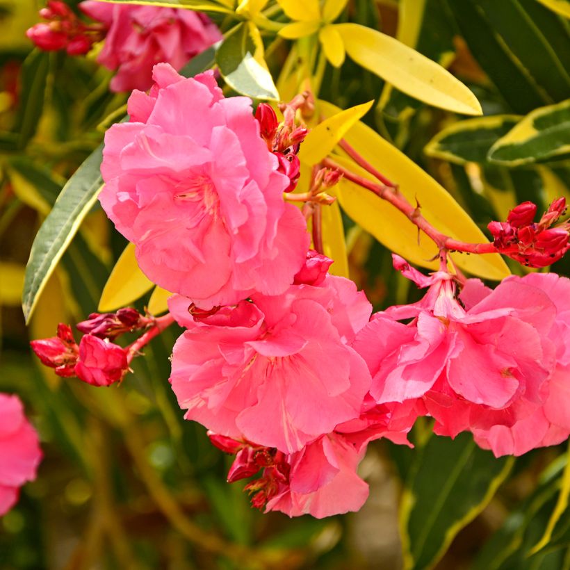 Nerium oleander Variegata - Oleandro (Fioritura)
