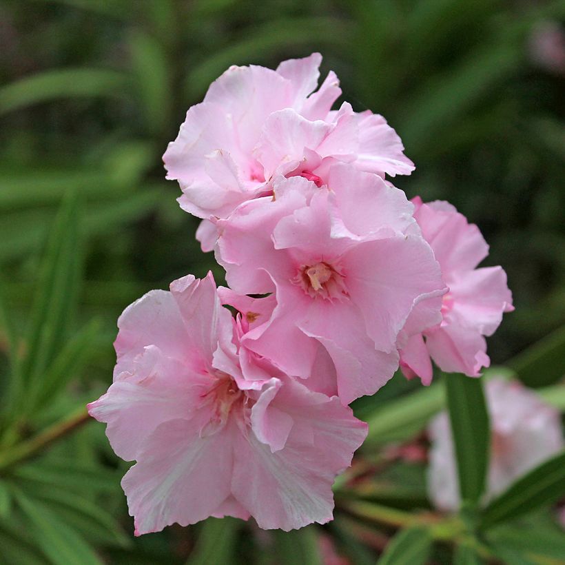 Nerium oleander Roseum Plenum - Oleandro (Fioritura)