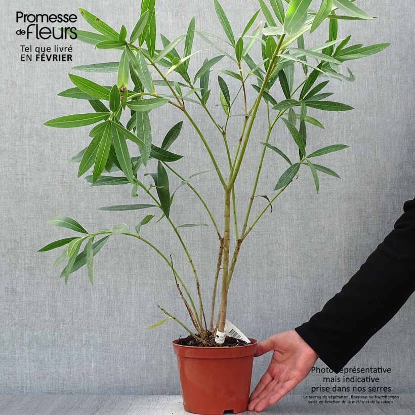 Esemplare di Nerium oleander Roseum Plenum - Oleandro Vaso da 2L/3L come consegnato in autunno