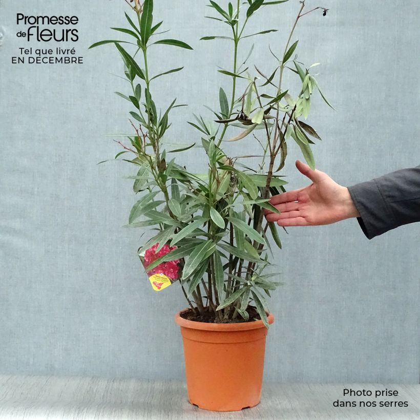 Nerium oleander Roseum Plenum - Oleandro Vaso da 7,5L/10L esemplare consegnato in inverno