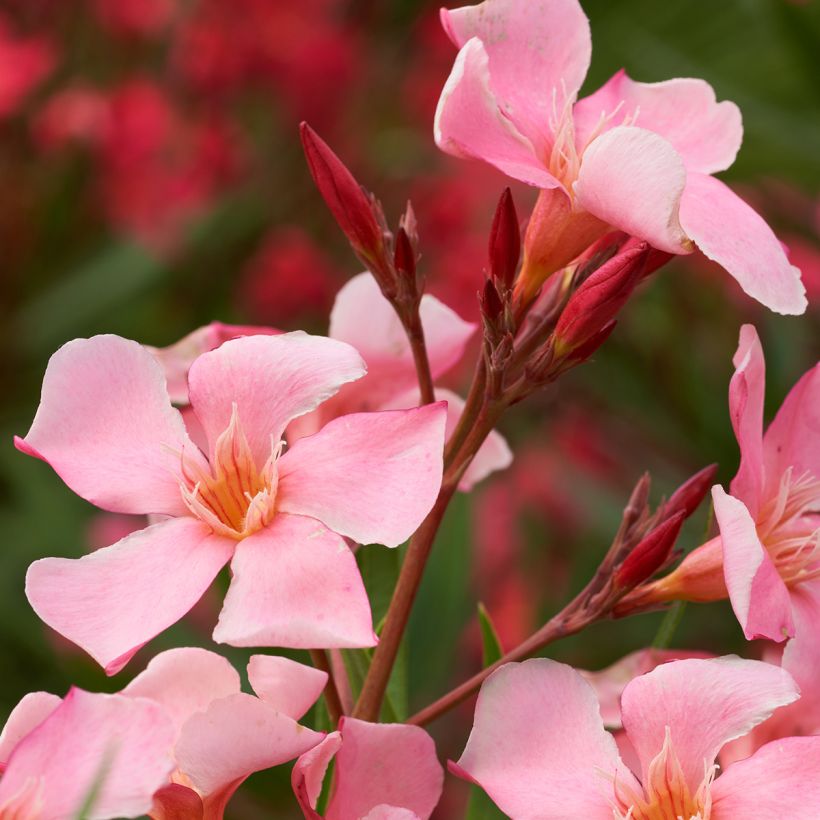 Nerium oleander Tito Poggi – Oleandro (Fioritura)