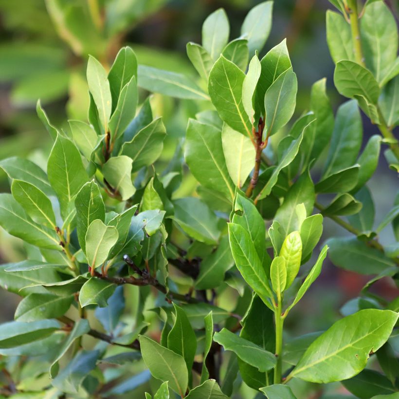 Laurus nobilis De Jerusalem - Alloro (Fogliame)