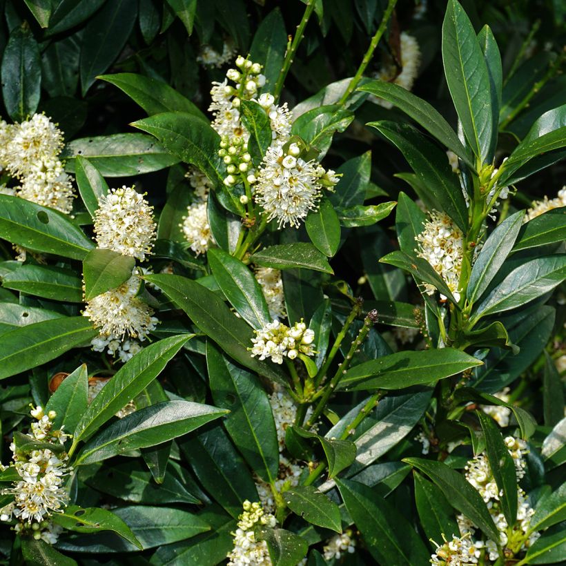 Laurus nobilis De Jerusalem - Alloro (Fioritura)