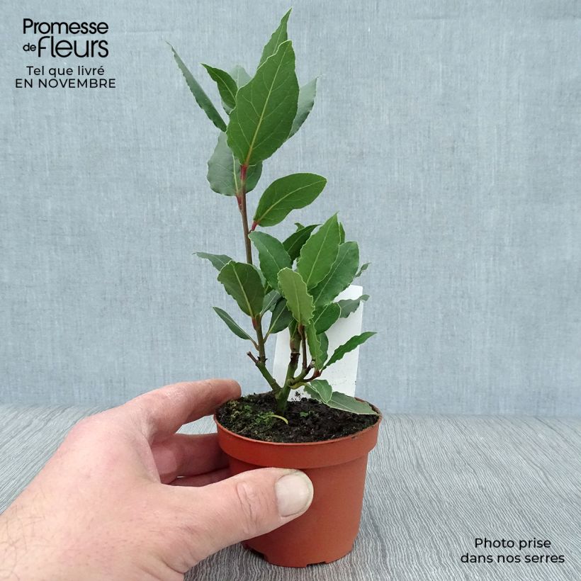 Esemplare di Laurus nobilis - Alloro Vaso da Ø 10 cm/11 cm come consegnato in autunno