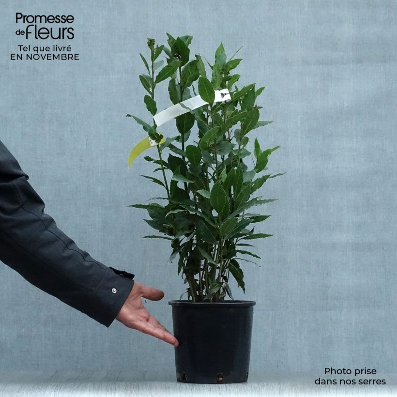 Esemplare di Laurus nobilis - Alloro Vaso da 2L/3L come consegnato in autunno