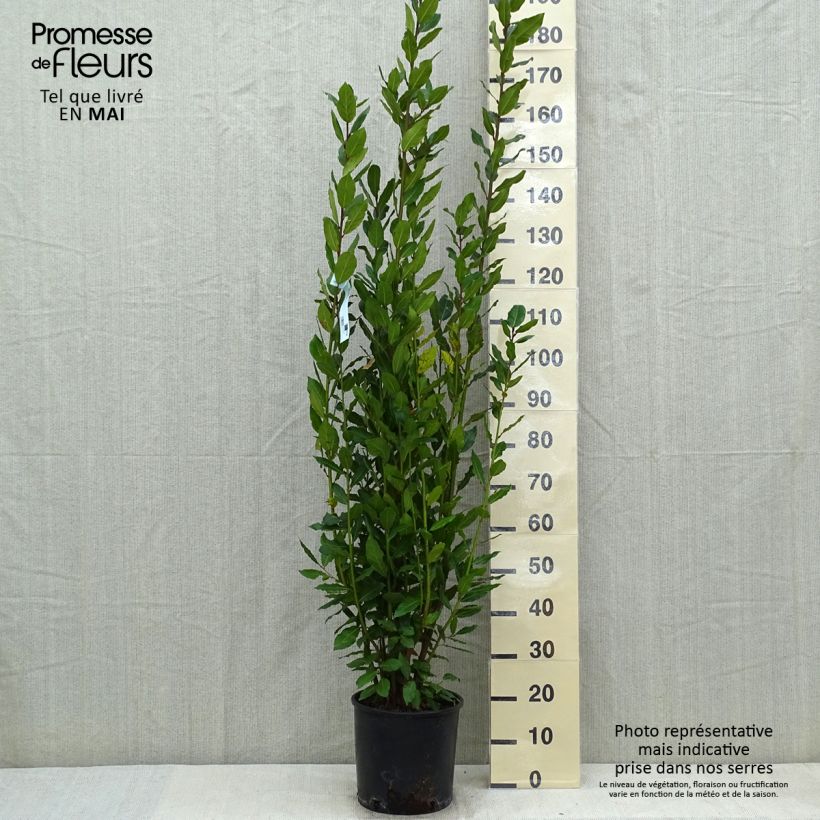 Laurus nobilis - Alloro Vaso da 7,5L/10L esemplare consegnato in primavera