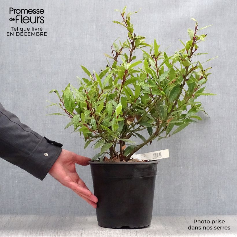 Laurus nobilis Little Ragu - Alloro Vaso da 4L/5L esemplare consegnato in inverno