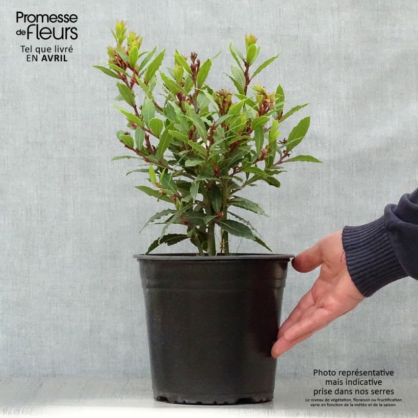 Laurus nobilis Little Ragu - Alloro Vaso da 4L/5L esemplare consegnato in primavera