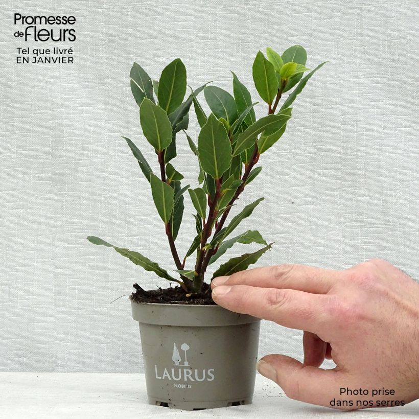 Laurus nobilis - Alloro Vaso da Ø 10 cm/11 cm esemplare consegnato in inverno