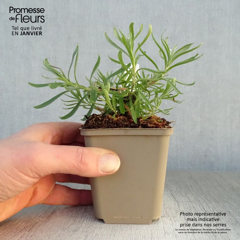 Lavandula angustifolia Arctic Snow - Lavanda vera Vasetto da 8/9 cm esemplare consegnato in inverno