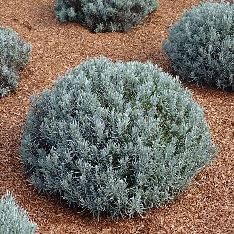 Lavandula intermedia Phenomenal 'Niko - Lavandino (Porto)