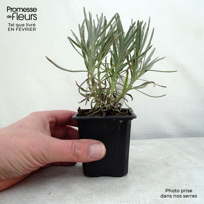 Lavandula intermedia Phenomenal 'Niko - Lavandino Vasetto da 8/9 cm esemplare consegnato in inverno