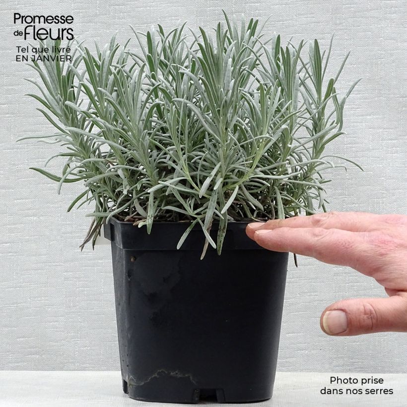 Lavandula intermedia Phenomenal 'Niko - Lavandino Vaso da 2L/3L esemplare consegnato in inverno