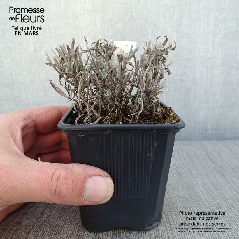 Lavandula intermedia Platinum Blonde - Lavandino Vasetto da 8/9 cm esemplare consegnato in inverno