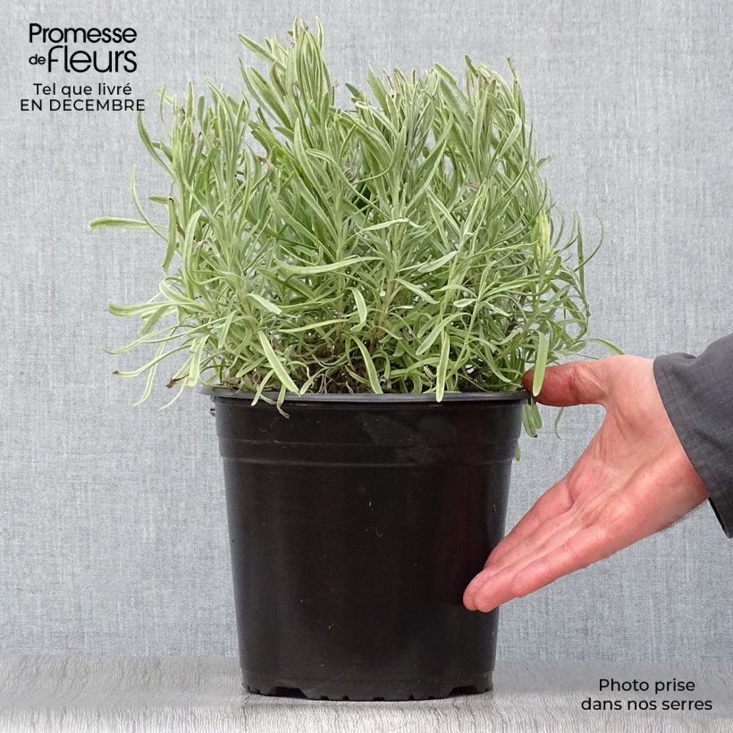 Lavandula intermedia Platinum Blonde - Lavandino Vaso da 4L/5L esemplare consegnato in inverno