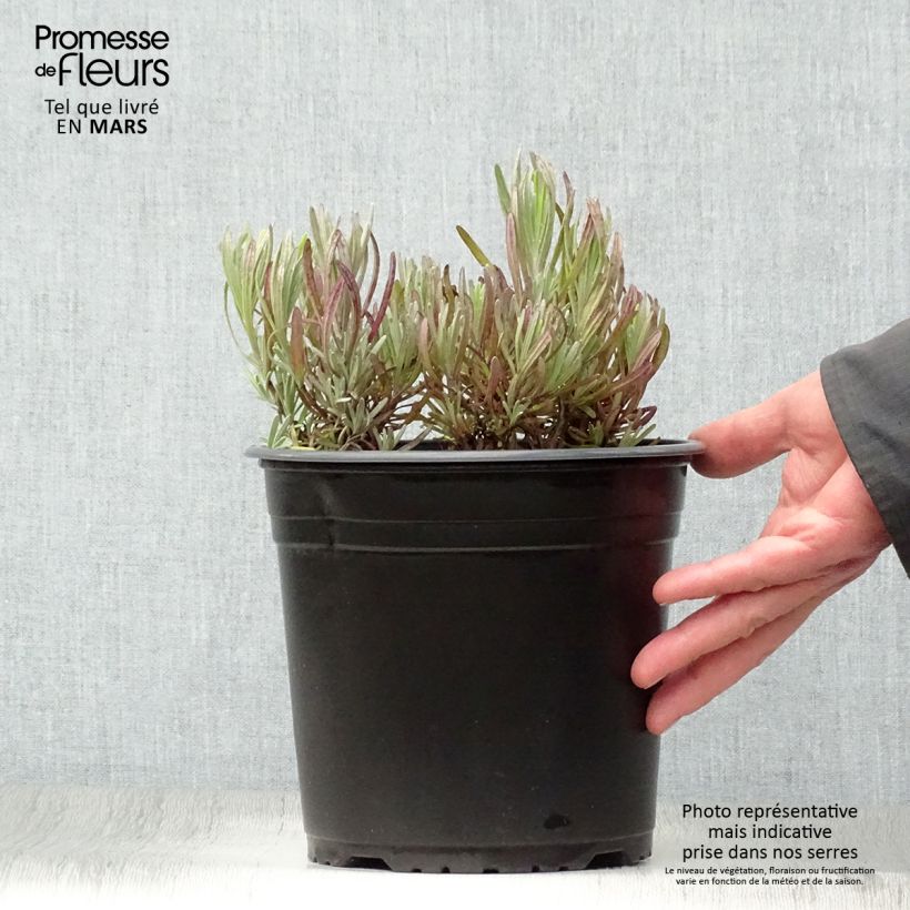 Lavandula intermedia Platinum Blonde - Lavandino Vaso da 4L/5L esemplare consegnato in primavera