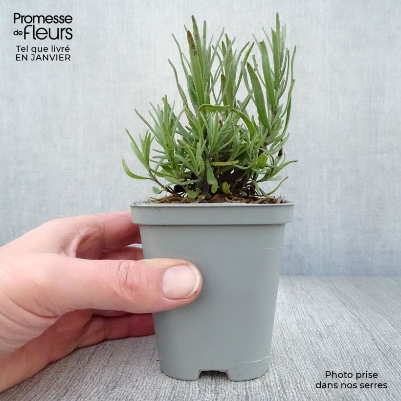 Lavandula Richard Gray - Lavanda Vasetto da 8/9 cm esemplare consegnato in inverno