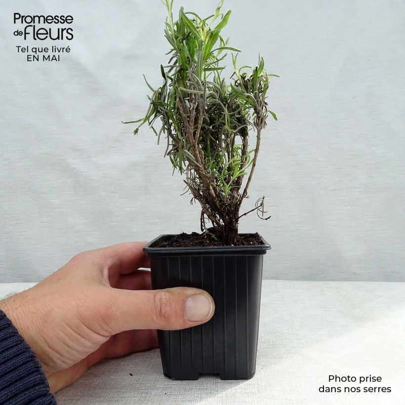 Lavandula officinalis - Lavanda Vasetto da 7/8 cm esemplare consegnato in primavera