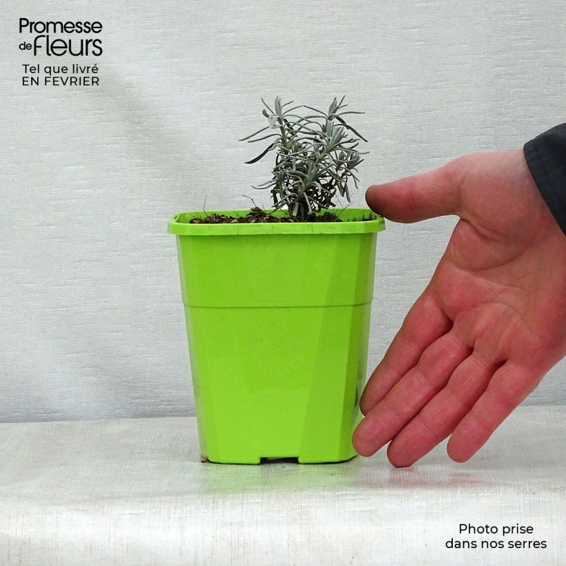 Lavandula angustifolia Bleu de Gien - Lavanda vera Vaso da 1L/1,5L esemplare consegnato in inverno