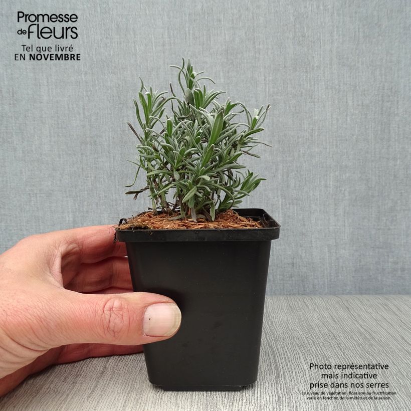 Esemplare di Lavandula angustifolia Munstead - Lavanda vera Vasetto da 8/9 cm come consegnato in autunno