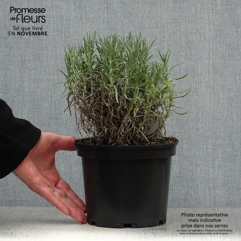 Esemplare di Lavandula angustifolia Munstead - Lavanda vera Vaso da 2L/3L come consegnato in autunno