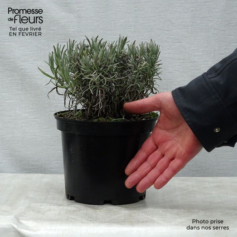 Lavandula angustifolia Munstead - Lavanda vera Vaso da 2L/3L esemplare consegnato in inverno