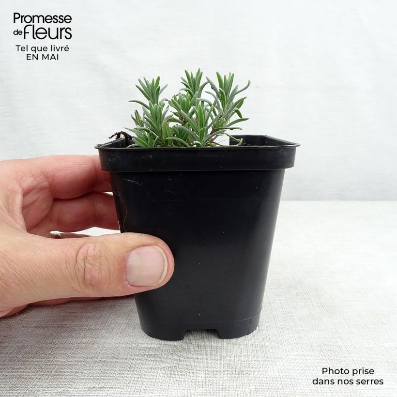 Lavandula angustifolia Munstead - Lavanda vera Vasetto da 8/9 cm esemplare consegnato in primavera