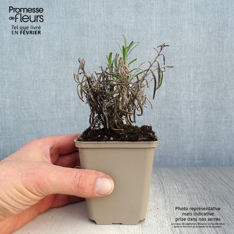 Lavandula angustifolia Silbermöwe - Lavanda vera Vasetto da 8/9 cm esemplare consegnato in inverno