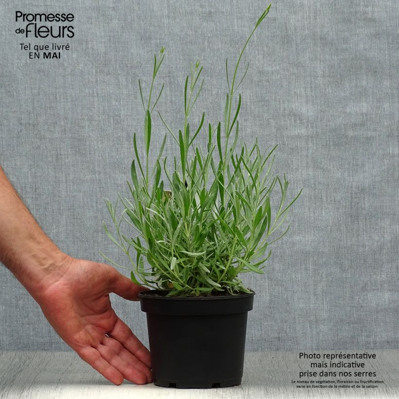 Lavandula latifolia - Lavanda Vaso da 1,5L/2L esemplare consegnato in primavera