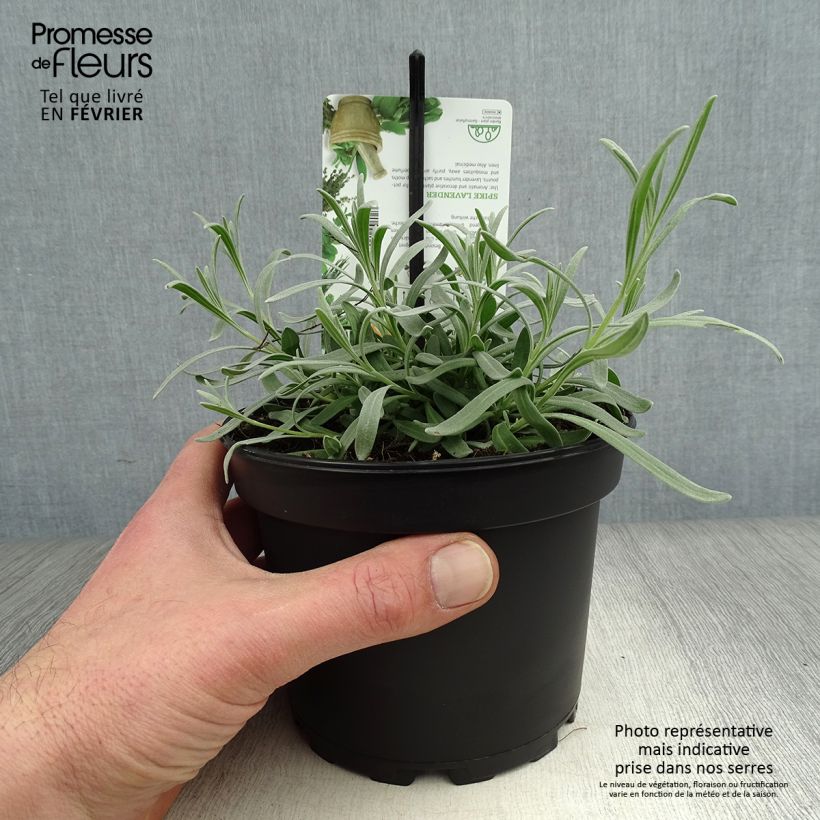 Lavandula latifolia - Lavanda Vaso da 1,5L/2L esemplare consegnato in inverno