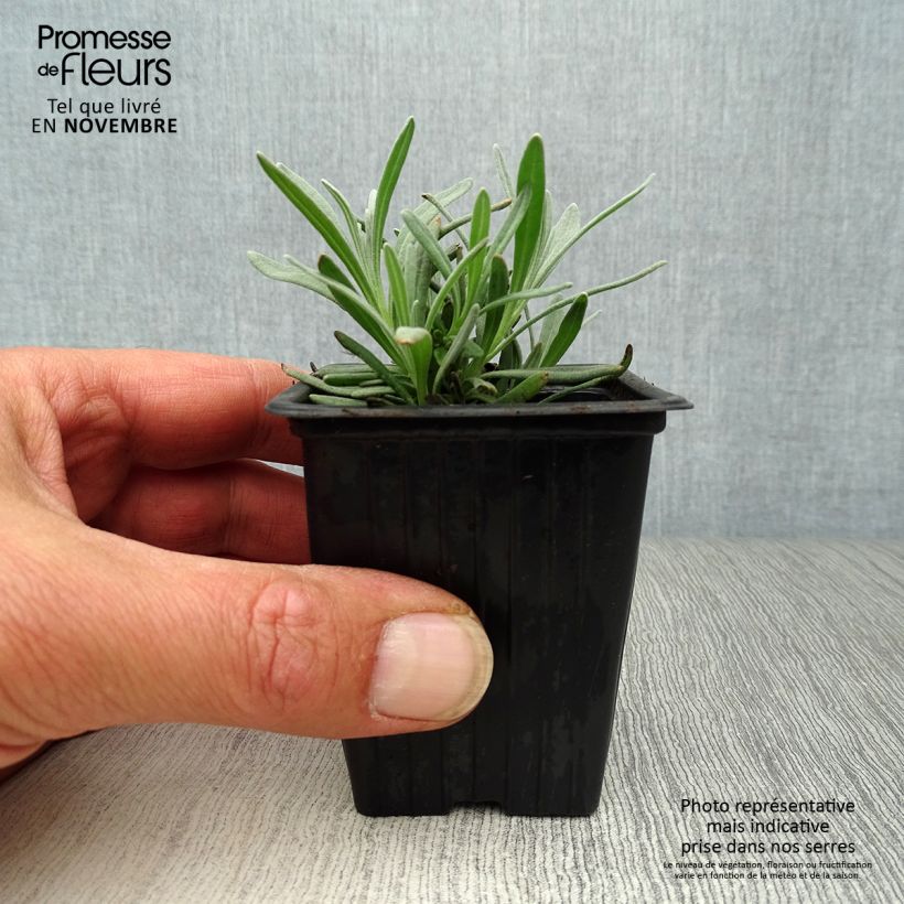 Esemplare di Lavandula intermedia Grosso - Lavandino Vasetto da 7/8 cm come consegnato in autunno