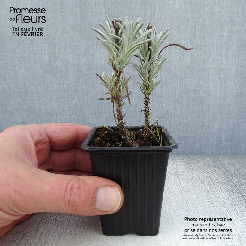 Lavandula intermedia Grosso - Lavandino Vasetto da 7/8 cm esemplare consegnato in inverno