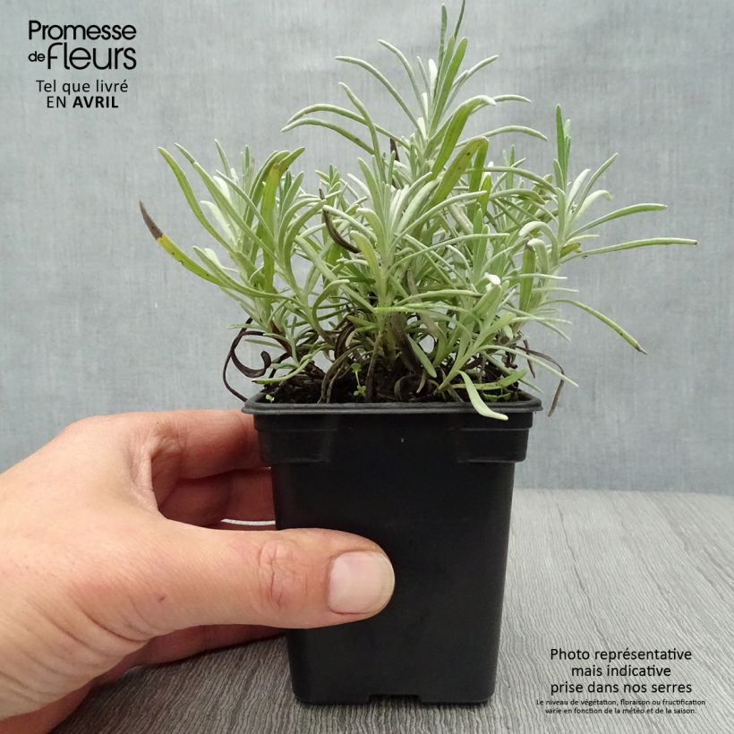 Lavandula intermedia Grosso - Lavandino Vasetto da 7/8 cm esemplare consegnato in primavera