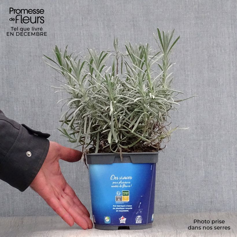 Lavandula intermedia Grosso - Lavandino Vaso da 2L/3L esemplare consegnato in inverno