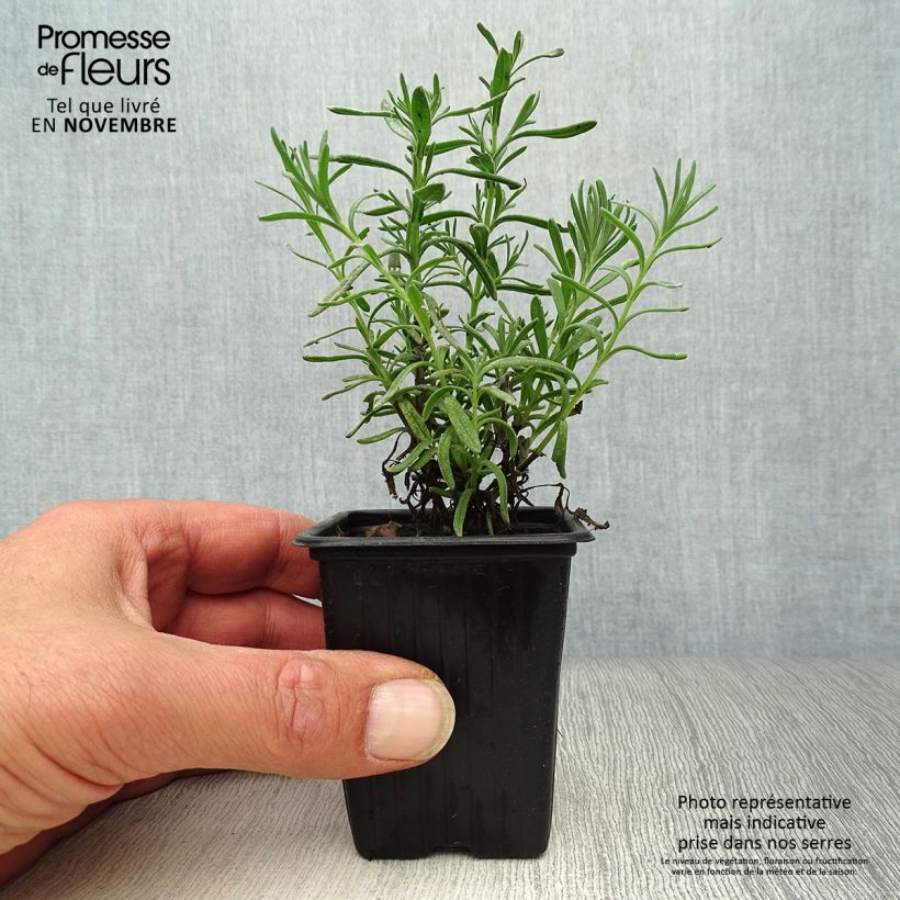 Esemplare di Lavandula stoechas Vasetto da 7/8 cm come consegnato in autunno