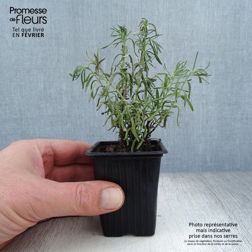 Lavandula stoechas Vasetto da 7/8 cm esemplare consegnato in inverno