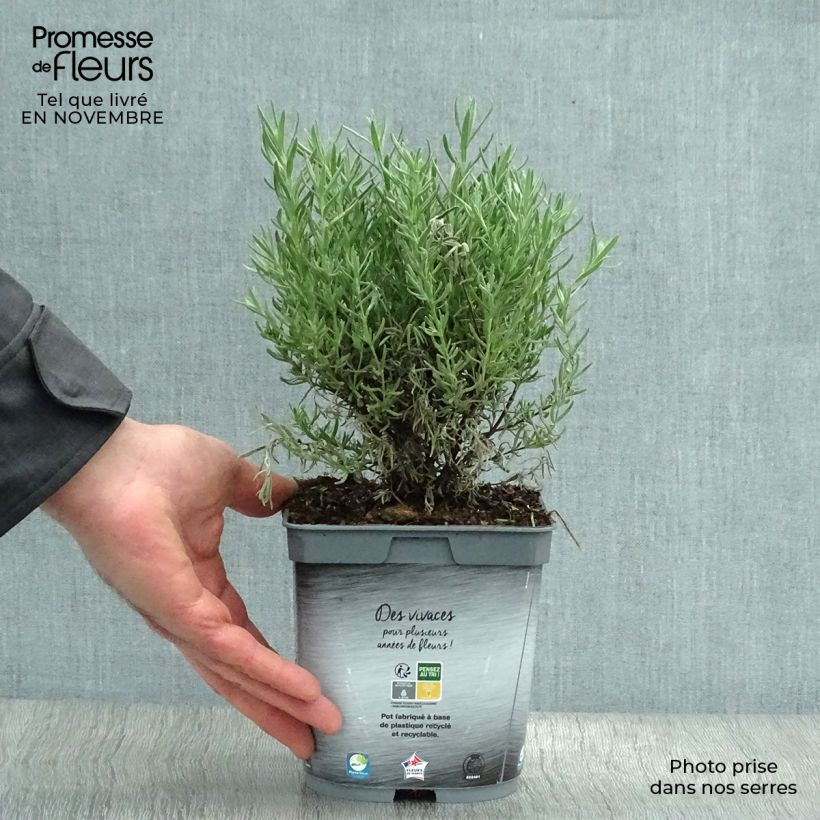 Esemplare di Lavandula stoechas The Princess - Lavanda selvatica Vaso da 2L/3L come consegnato in autunno