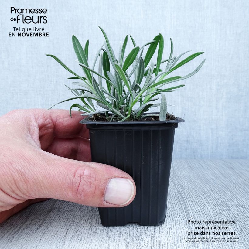 Esemplare di Lavandula angustifolia Alba - Lavanda vera Vasetto da 7/8 cm come consegnato in autunno