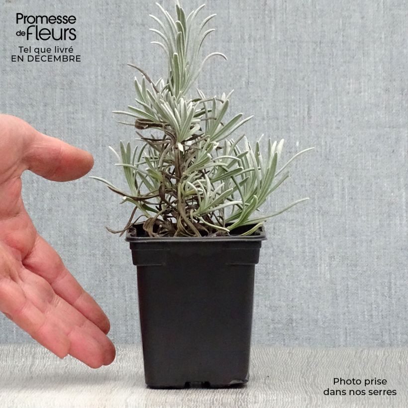 Lavandula angustifolia Alba - Lavanda vera Vasetto da 7/8 cm esemplare consegnato in inverno