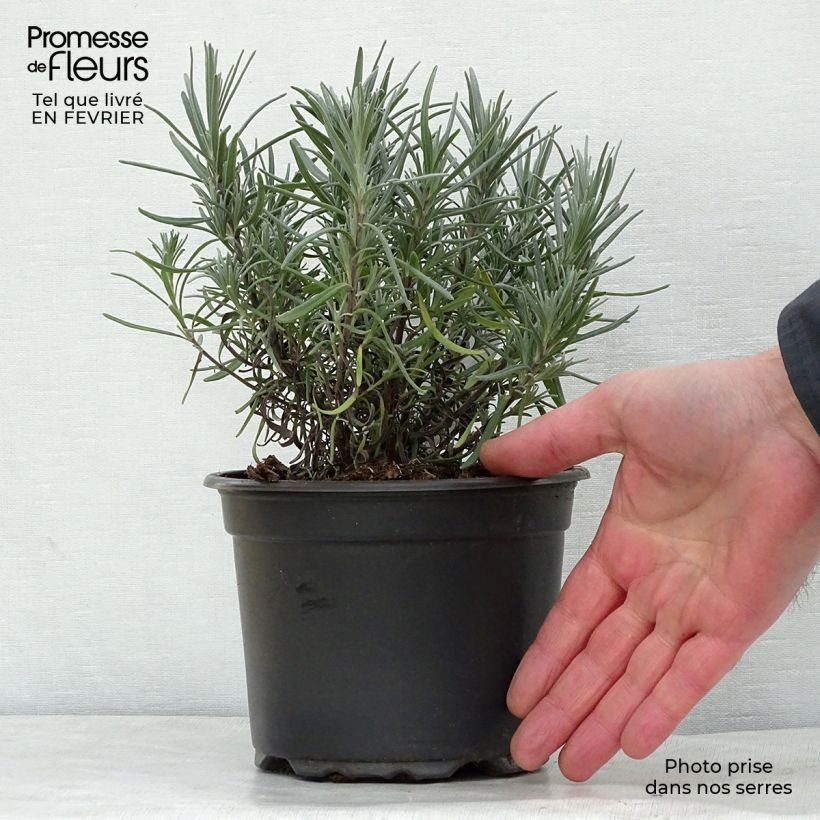 Lavandula angustifolia Dwarf Blue - Lavanda vera Vaso da 2L/3L esemplare consegnato in inverno
