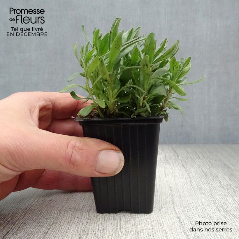 Lavandula angustifolia Hidcote - Lavanda vera Vasetto da 7/8 cm esemplare consegnato in inverno