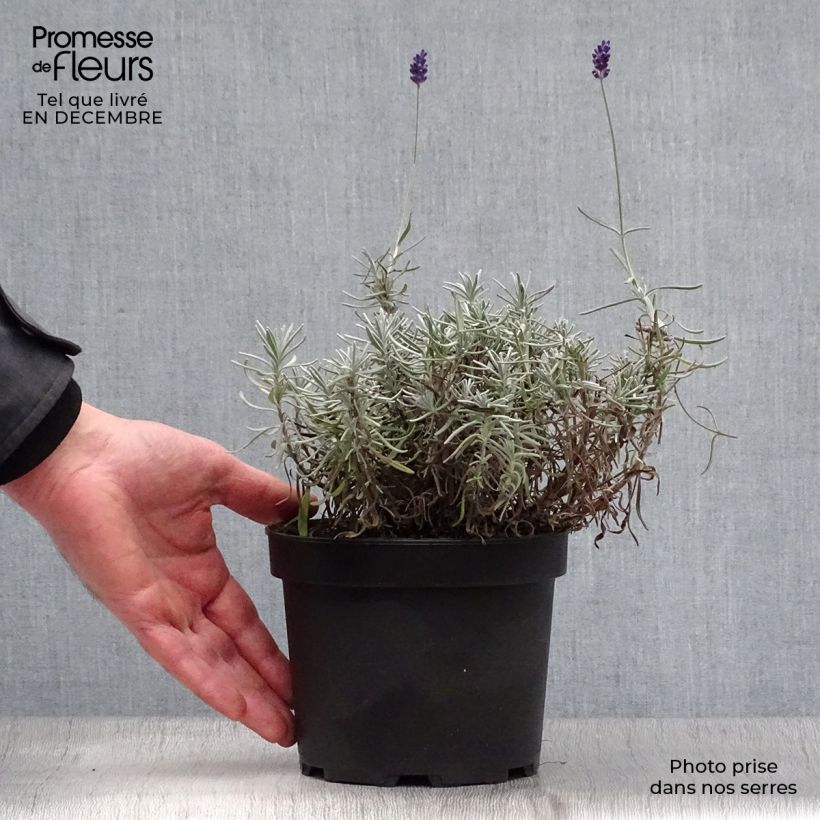 Lavandula angustifolia Hidcote - Lavanda vera Vaso da 1,5L/2L esemplare consegnato in inverno